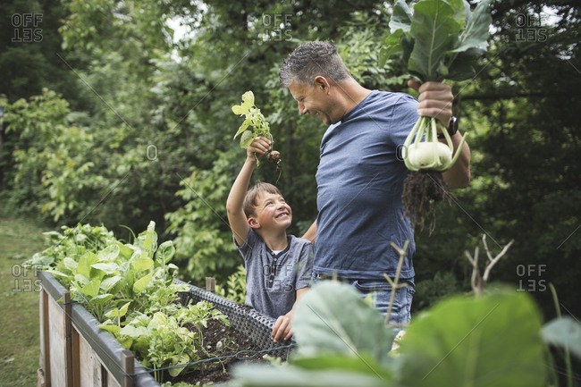 Happy father and son harvesting root vegetables from raised bed in garden
