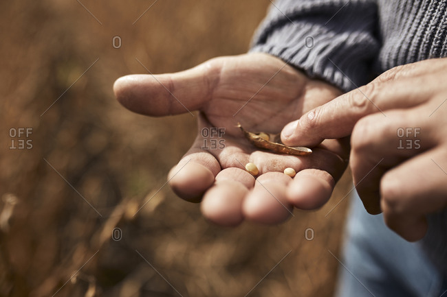 Farmer holding soybean grain in hand while standing at agricultural field