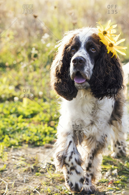 son los springer spaniels pegajosos