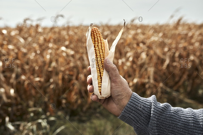 Farmer hand holding corn against corn field during sunny day