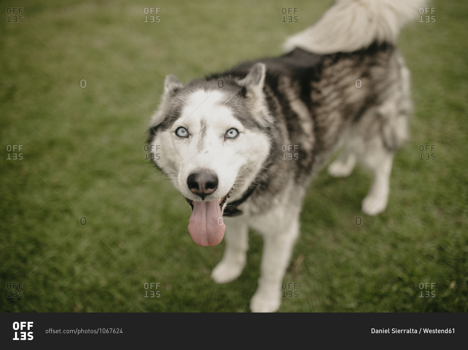 Siberian Husky panting while standing on lawn at back yard