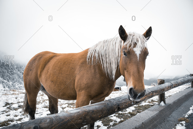 Brown horse standing on land in snow during winter