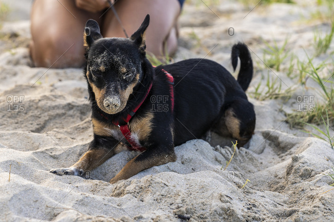 Black and brown dog lies on the beach covered in sand