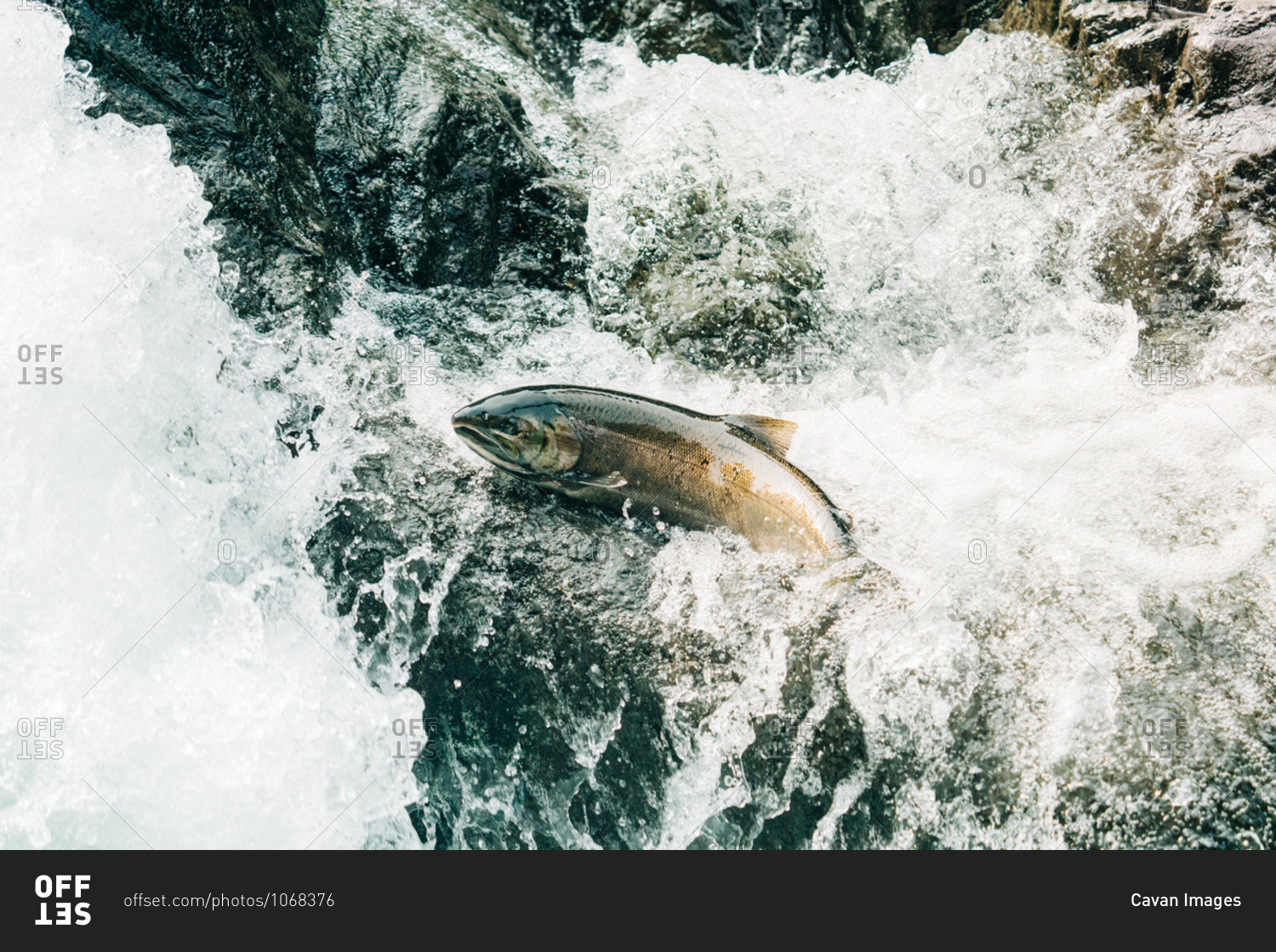 High angle view of a female salmon jumping up a waterfall to spawn