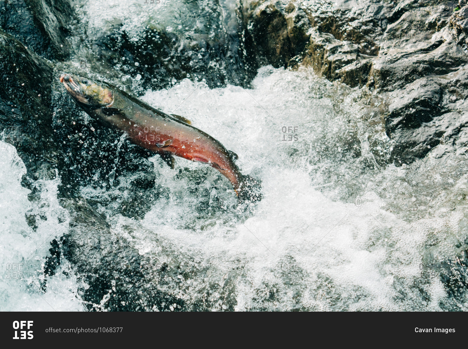 A coho salmon jumping up a waterfall to get to its spawning grounds