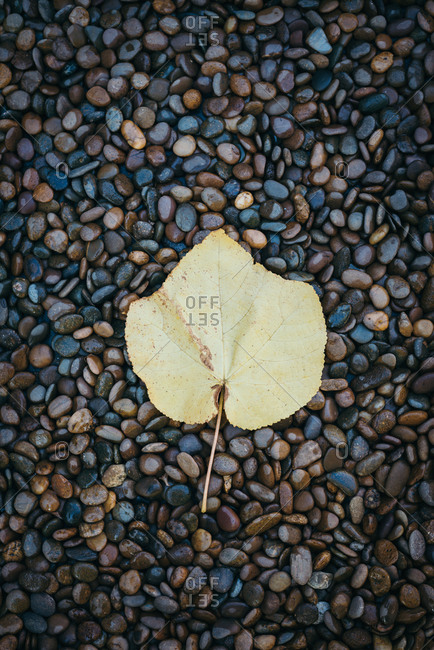 Top view yellow autumn leaf fall on stone background