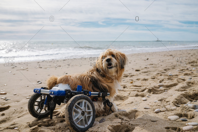 Dog in wheelchair on the beach