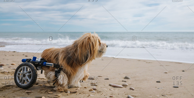 Dog in wheelchair on the beach stock photo - OFFSET