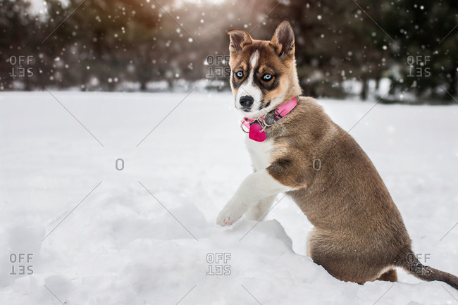 baby husky in snow