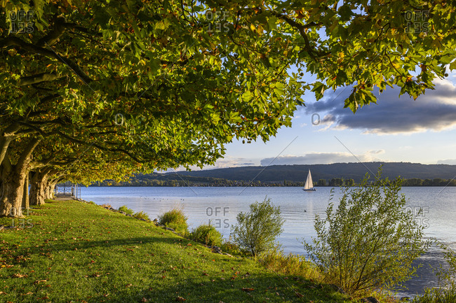 Germany- Baden-Wurttemberg- Radolfzell- Trees along shore of Lake Constance in early autumn