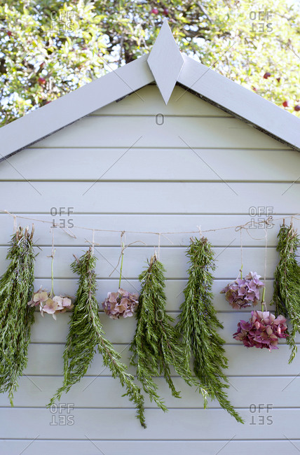 Hydrangeas and rosemary drying outdoors on garden shed