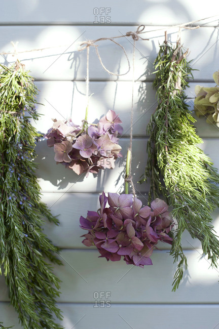 Hydrangeas and rosemary drying outdoors on garden shed