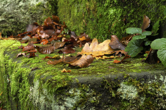 Autumn leaves lying on moss-covered stone steps