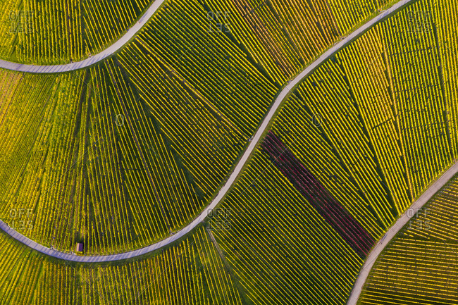 Aerial view of vast countryside vineyards in autumn