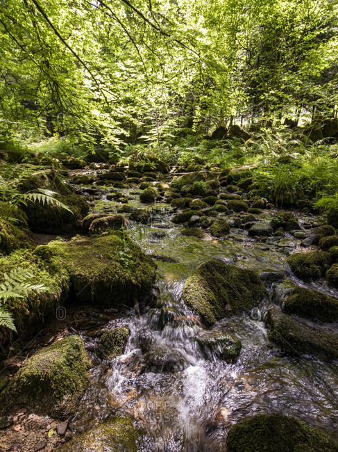 River Alb flowing between mossy rocks in Black Forest- Germany