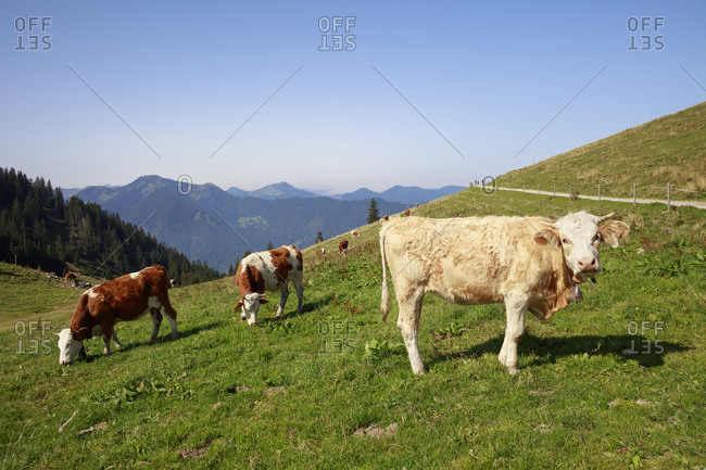 Cattle grazing in alpine pasture in summer