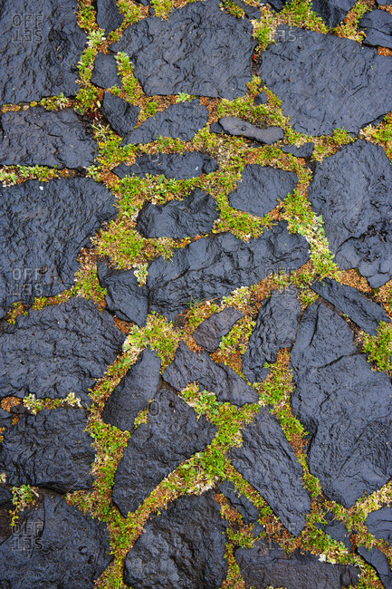 Moss growing between cobblestones on a path