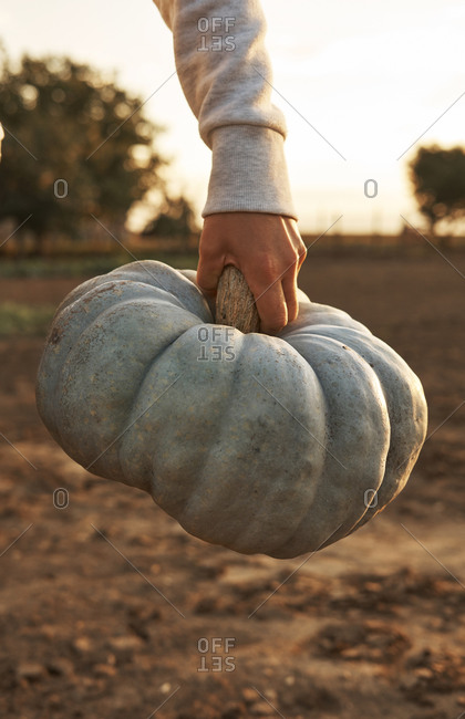 Hand of woman holding homegrown pumpkin