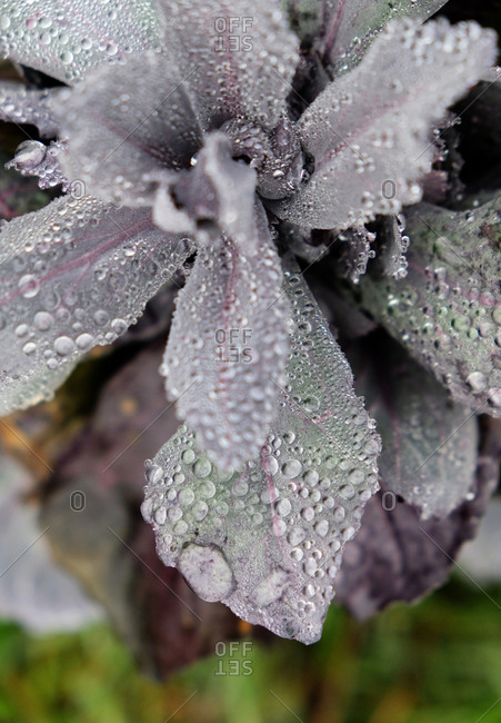 Purple leafy vegetable growing in a garden covered in water droplets