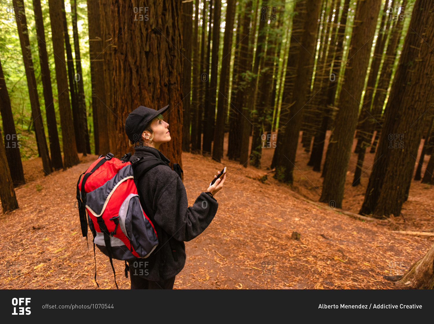 High angle side view of traveler with backpack standing in forest of Monte Cabezon Natural Monument of Sequoias while using smartphone and navigating on map