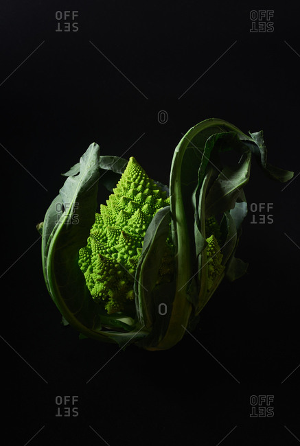 Romanesco broccoli cabbage on black background