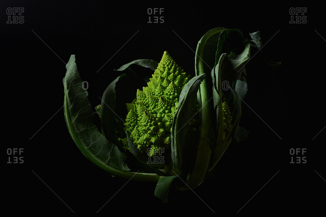 Romanesco broccoli cabbage on black background