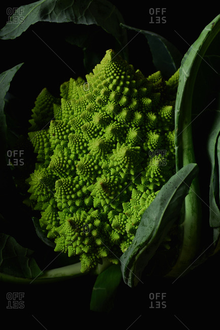 Closeup of romanesco broccoli cabbage on black background