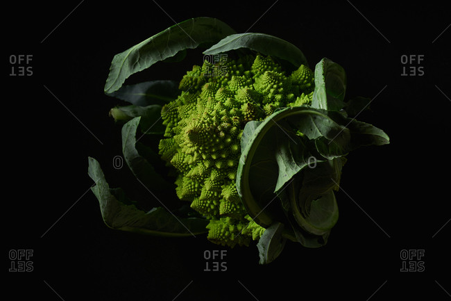 Closeup of romanesco broccoli cabbage on black background