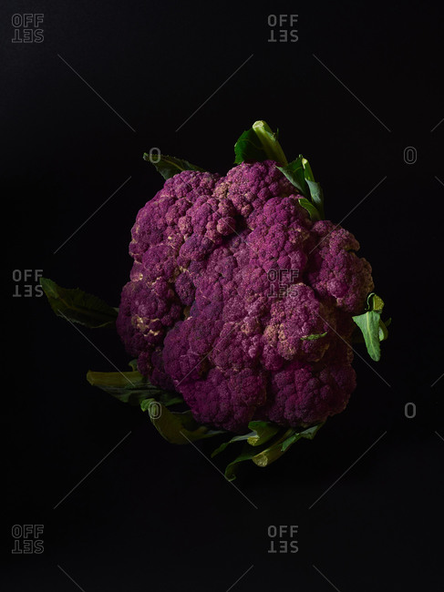 Purple cauliflower head on black background
