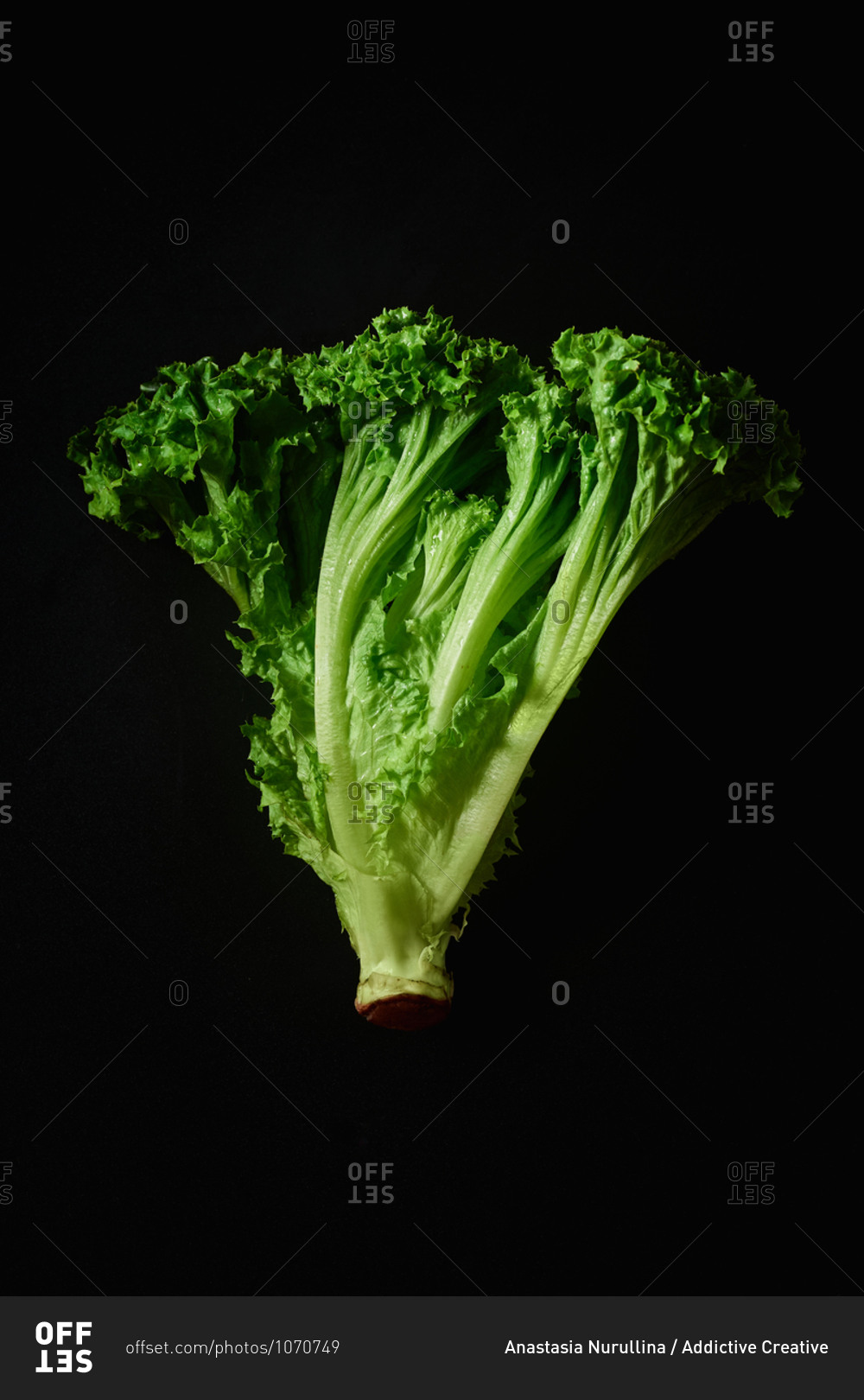 Closeup of lollo bionda lettuce on black background
