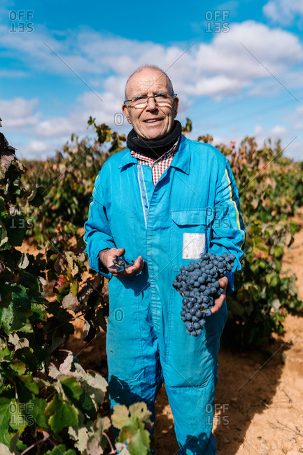 Elderly male winegrower standing holding fresh grapes with pruning shears in vineyard looking at camera