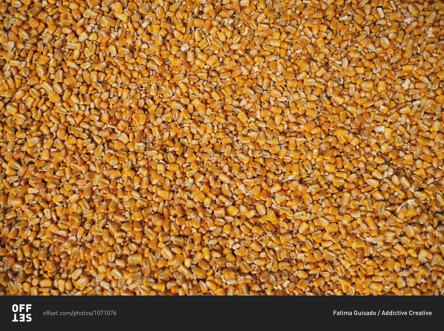 Top view of full frame background of pile of dry corn seeds stored in warehouse at factory