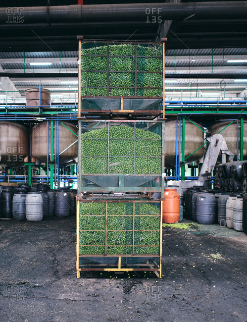 Boxes with fresh green plants placed in huge shabby warehouse in industrial area of factory