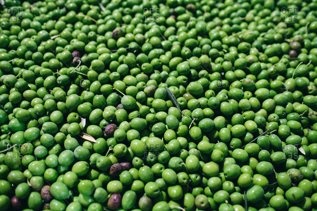 Top view of full frame background of many green fresh olives scattered at plant