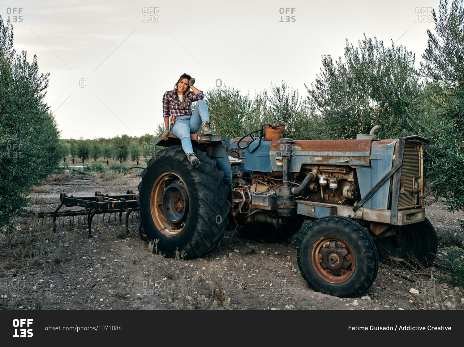 Satisfied adult female farmer sitting on wheel of agricultural machine during harvesting season on olive plantation