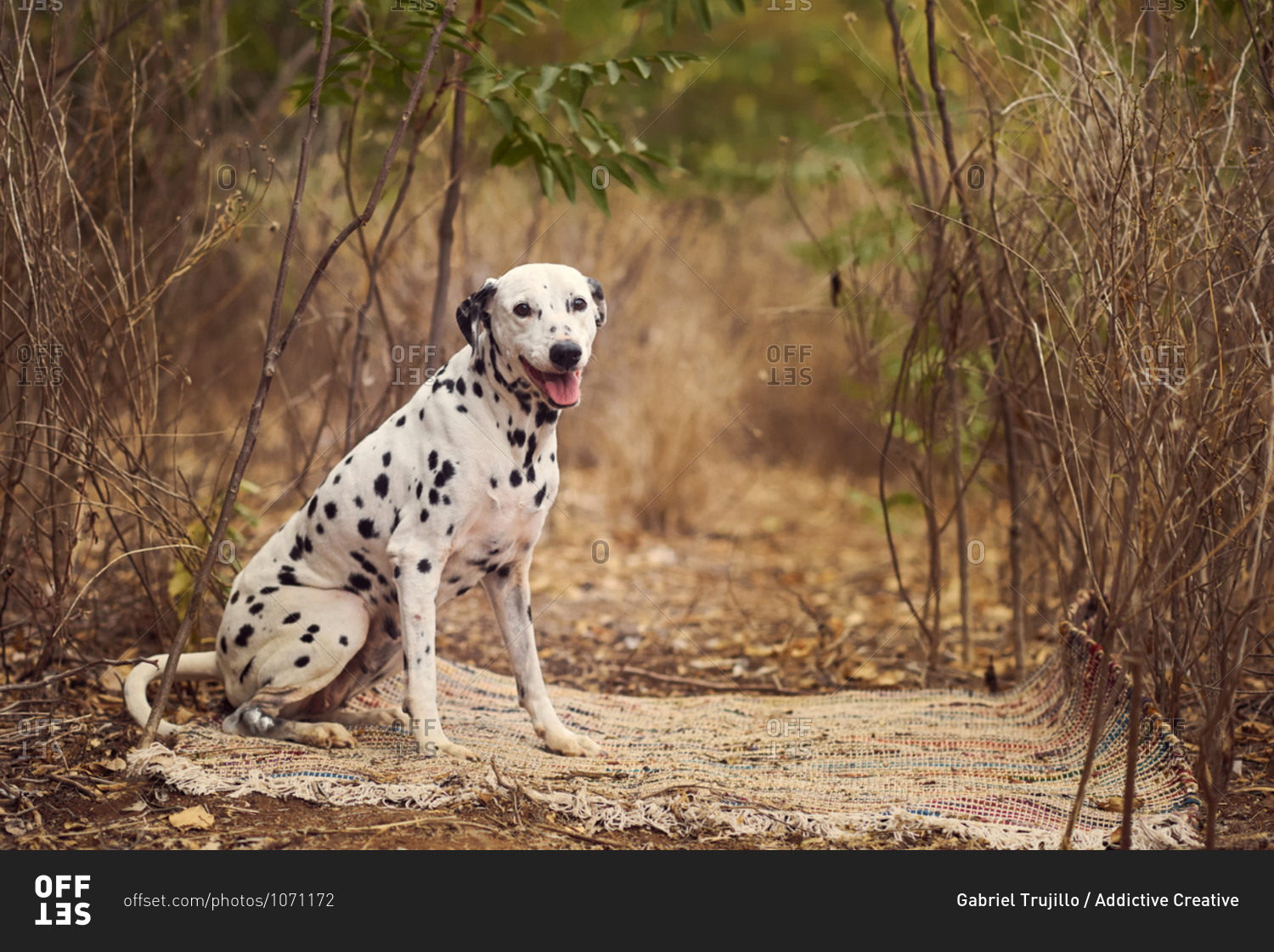 Funny purebred Dalmatian dog sitting on rug near dry grass in nature at daytime