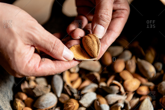 From above crop anonymous person holding in hands opened nutshell with kernel in it against heap of almonds