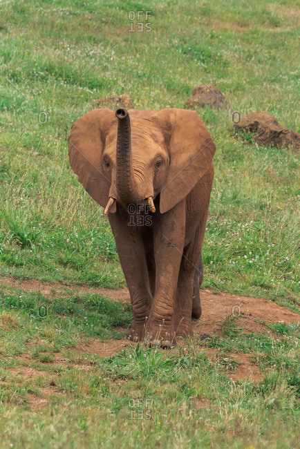 High angle side view of African elephant grazing in grassy lawn in natural reserve on sunny day