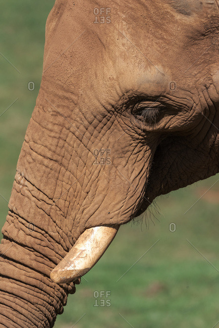 High angle side view of African elephant grazing in grassy lawn in natural reserve on sunny day