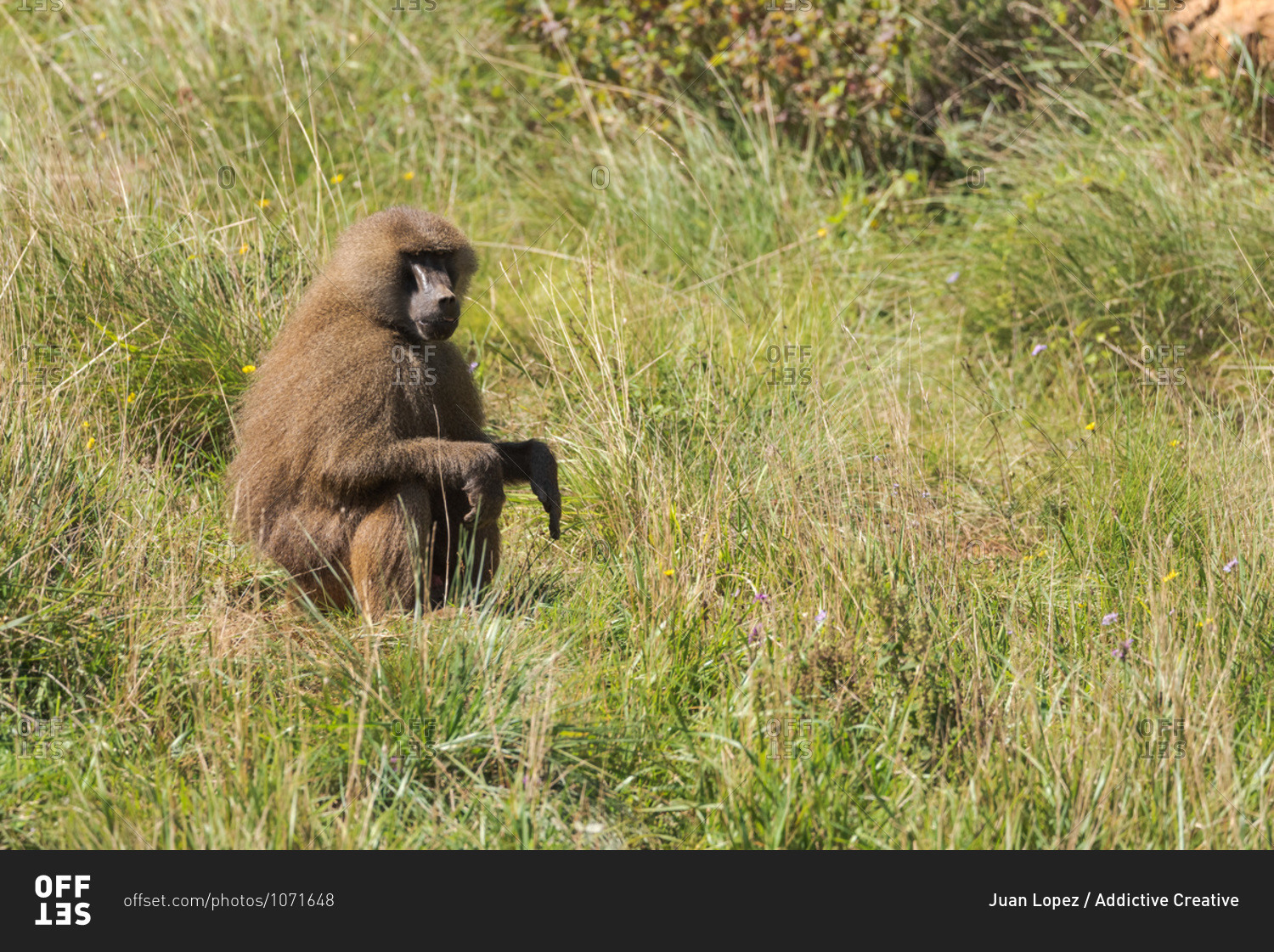 Side view of fluffy baboon relaxing on meadow in natural habitat on sunny day