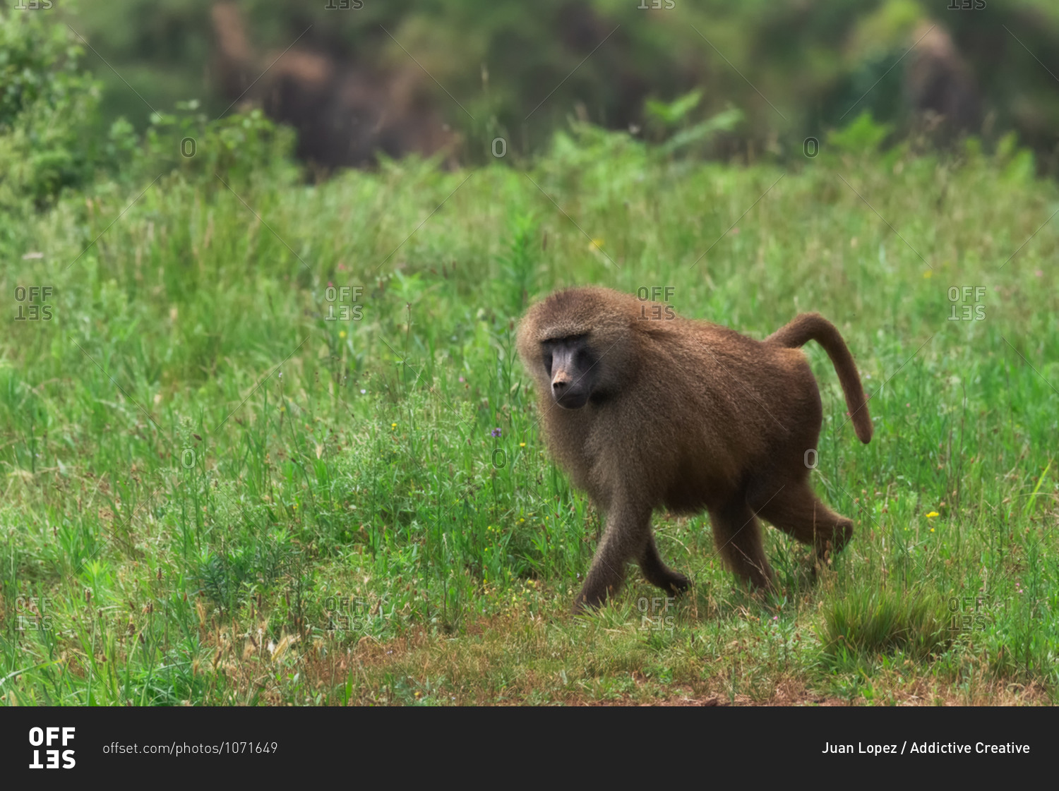 Monkey walking along trail in forest