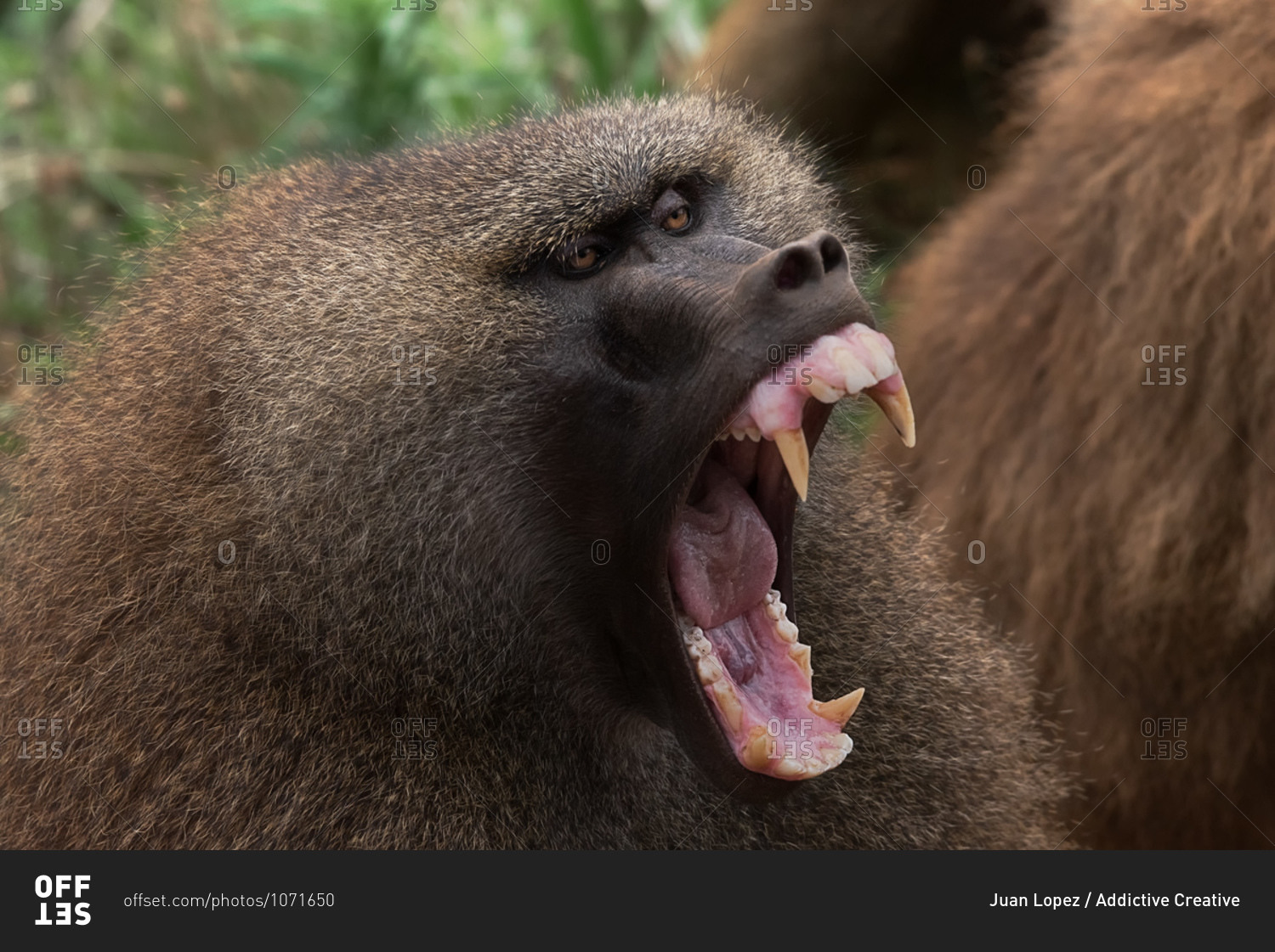 Baboon with fluffy muzzle roaring with opened mouth with sharp fangs in woods