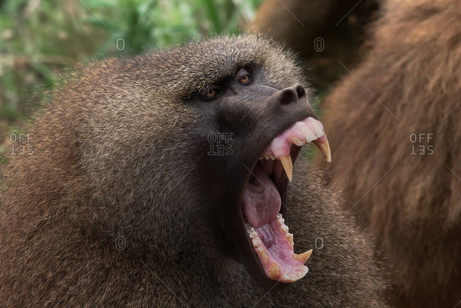 Baboon with fluffy muzzle roaring with opened mouth with sharp fangs in woods