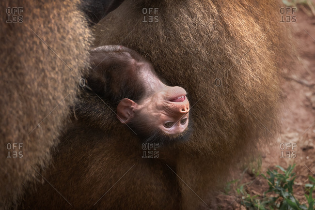 Featured image of post Female Monkey Pics Funny / Orangutan, chimp, capuchin monkey and more.