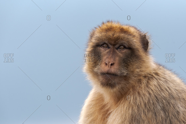 Cute Barbary macaque with fluffy muzzle looking calmly at camera against blue sky in nature