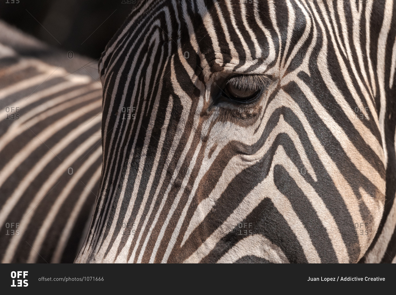 Closeup of muzzle of cute wild zebra with striped fur standing in nature