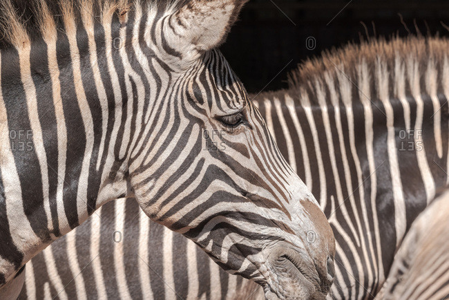 Closeup of muzzle of cute wild zebra with striped fur standing in nature