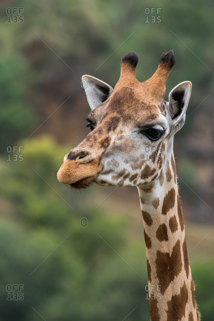 Closeup of head of adorable wild giraffe with brown spots standing against blurred green trees in nature