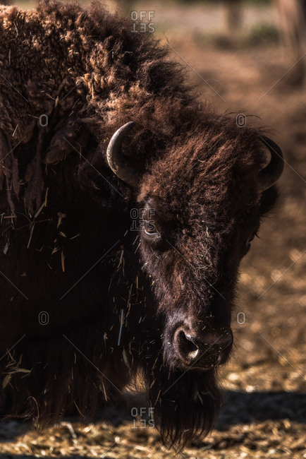 Closeup of wild hairy adult brown bison standing on grassy pasture in nature