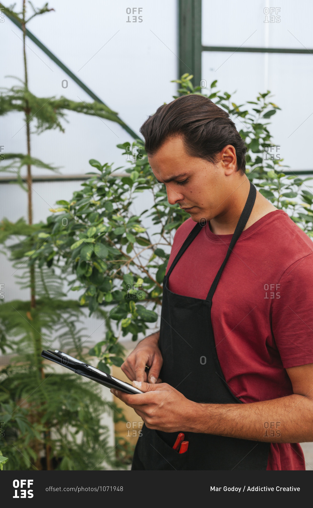 Side view of focused man with brown hair using tablet while working in greenhouse with plants at daytime